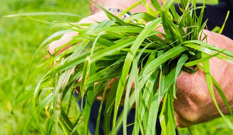 Short Term Grasses By Ragt Nz High Yield Forage Solutions