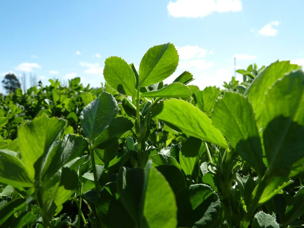 Lucerne By Ragt Nz High Yield Forage Crop