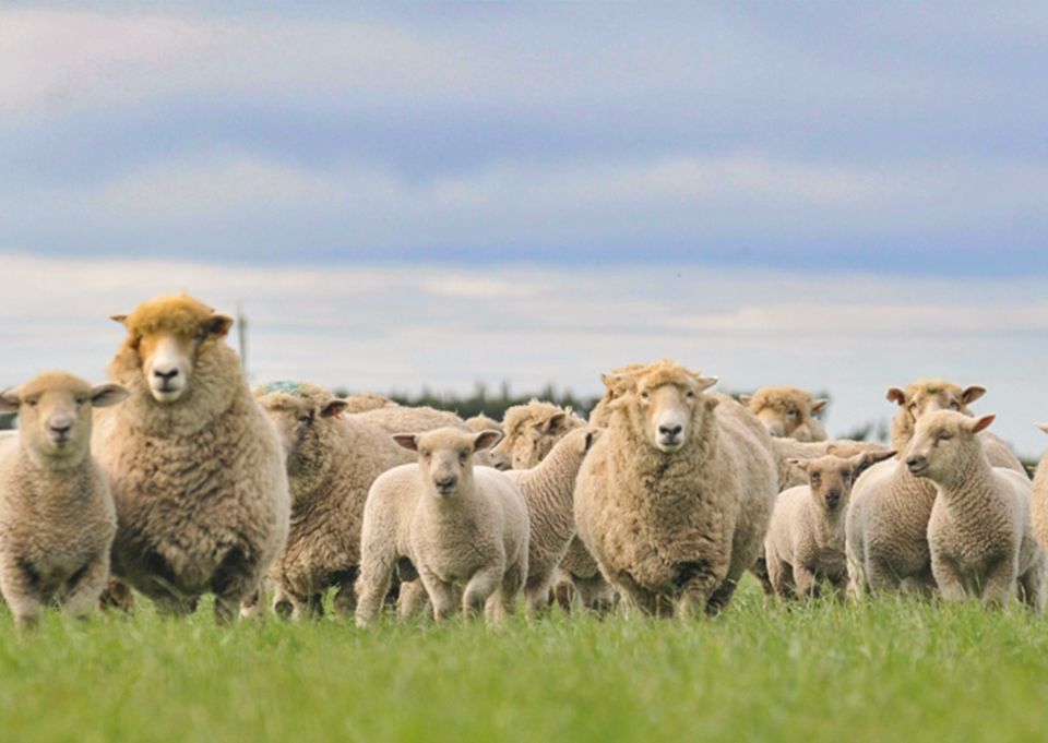 SHEEP-pastures - RAGT NZ