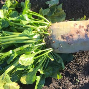 Brigadier RAGT variety product Fodder and sugar beet