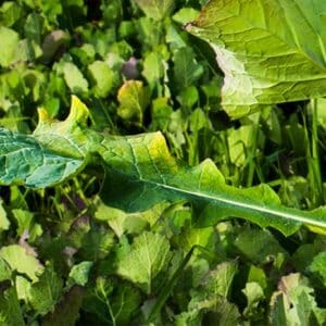 Forage Brassicas