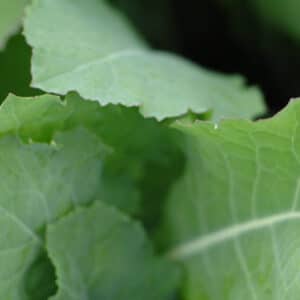 Greenland - Forage rape