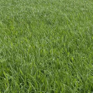 RAGT HUSTLE ™ Perennial Ryegrass