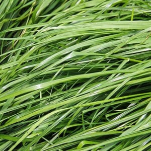 INDULGENCE ™ Italian ryegrass