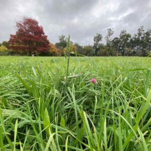 Jeronimo - Prairie grass