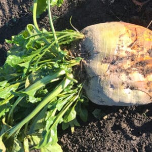 RAGT Minotaure bulb fodder beet image