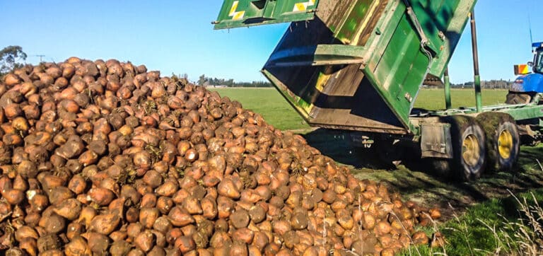 MINOTAURE is a high production medium-high dry matter harvestable fodder beet.
