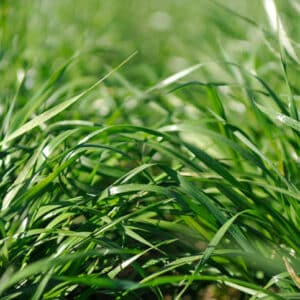 SULTAN™ - Annual ryegrass