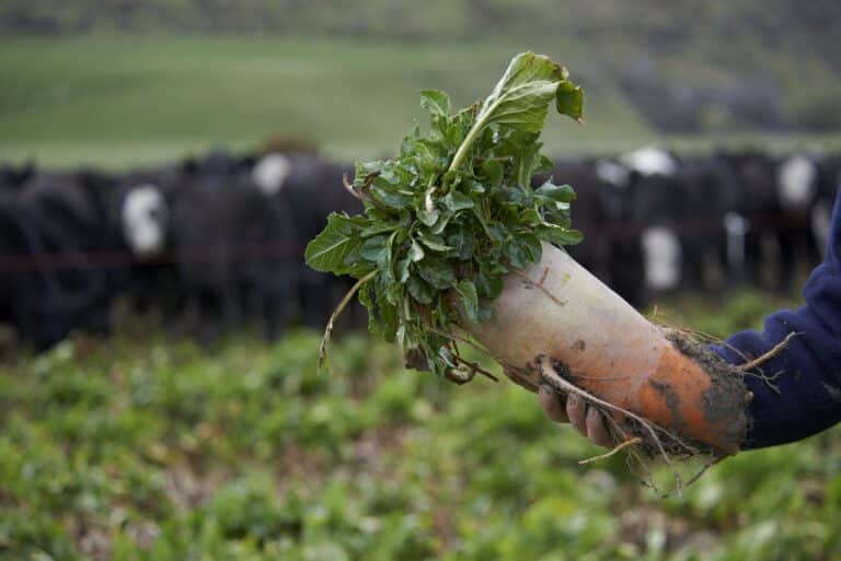 Beet Transitioning