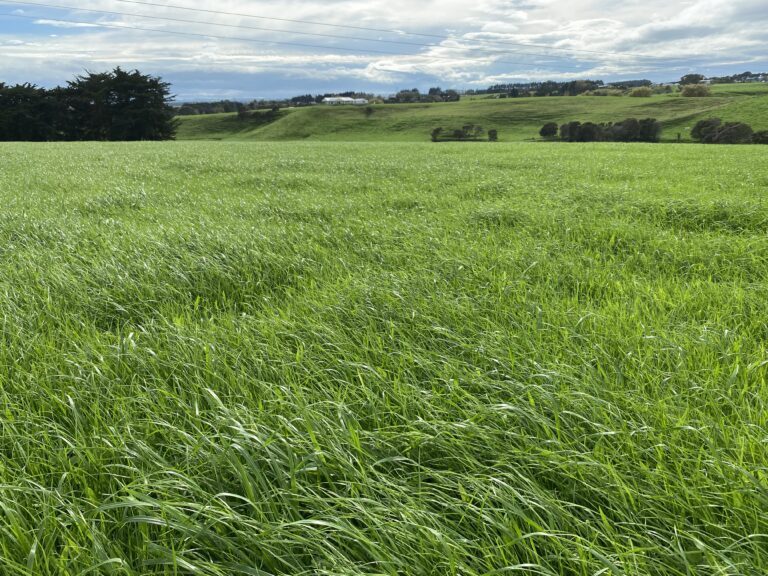 Hustle quest in the Manawatu about to have its first graze May.23