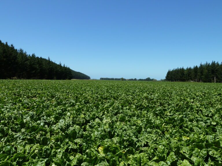 Irrigated Brigadier fodder beet South Canterbury