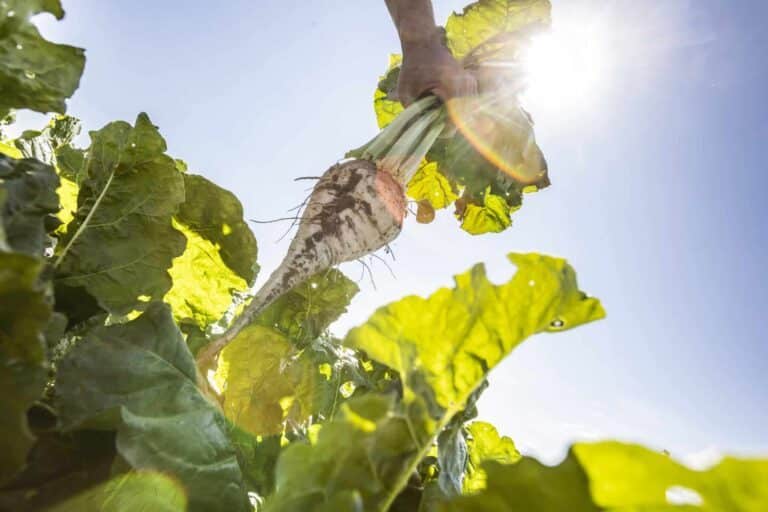 Sugar beet with light 200713 str 0734 scaled 1
