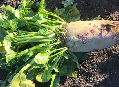 Large freshly harvested RAGT 1505BV fodder beet with healthy green tops.