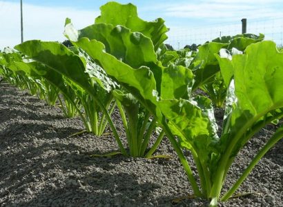 Rows of healthy RAGT 1505BV fodder beet growing in well-prepared soil.