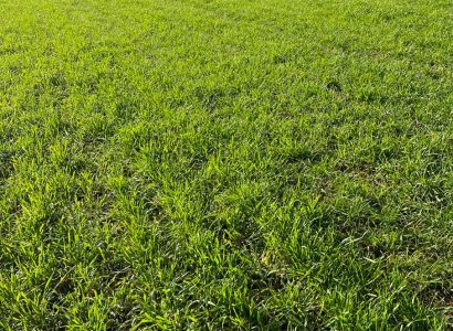 AT77-(+AR)- Grazing barley