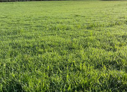 AT77- Grazing barley