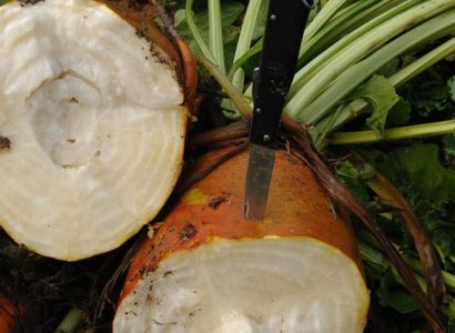 Cut Brigadier fodder beet showing smooth white flesh and orange skin.
