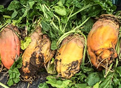 Freshly harvested RAGT Brigadier fodder beet with orange skin and green tops.