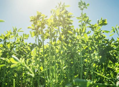 FORCE 4™ - Lucerne