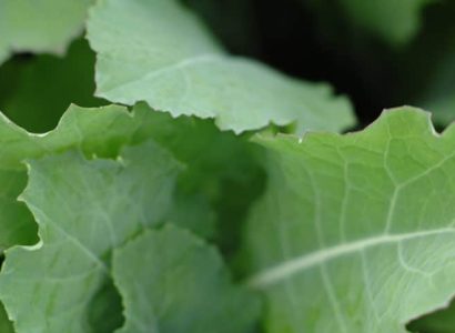 Greenland - Forage rape