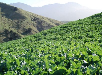 Greenland - Forage rape