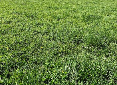 RGT Tenderly cocksfoot