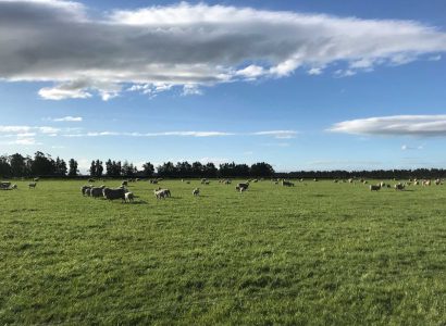 RAGT HUSTLE ™ Perennial Ryegrass