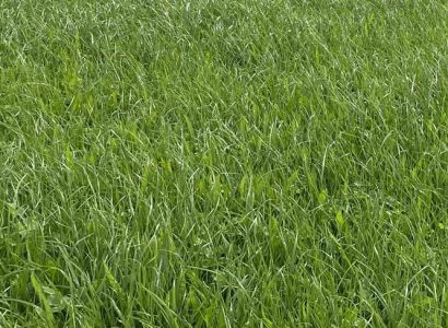 RAGT HUSTLE ™ Perennial Ryegrass