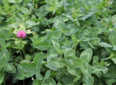 RGT Savvor Red Clover