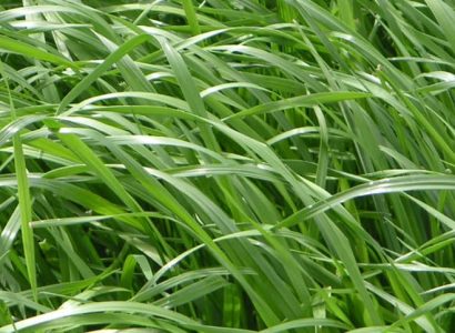 INDULGENCE ™ Italian ryegrass