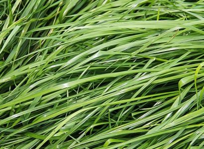 INDULGENCE ™ Italian ryegrass