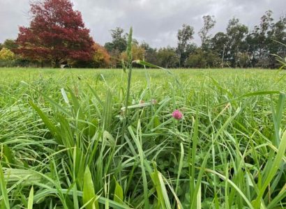Jeronimo - Prairie grass