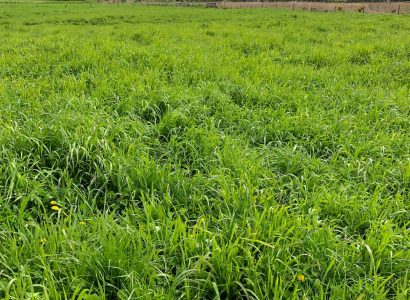 Jeronimo - Prairie grass