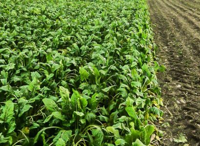 Minotaure fodder beet crop growing in a New Zealand field, showing dense green leaves and fertile soil for grazing or harvest.
