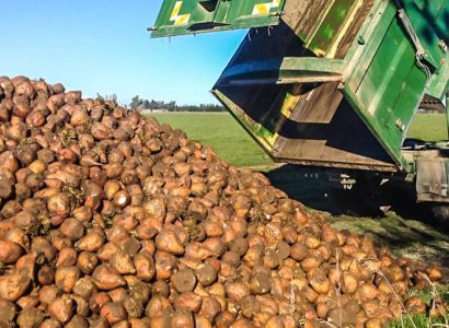 Harvested fodder beet being unloaded from a trailer onto farm field, ready for livestock feed or storage.