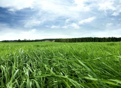 MOXIE™ Perennial Ryegrass NZ