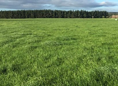 Moxie is one of the latest releases from our perennial ryegrass development programme. RAGT