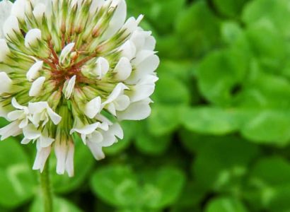 Quest - White leaf clover