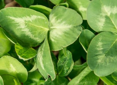 Quest - White leaf clover