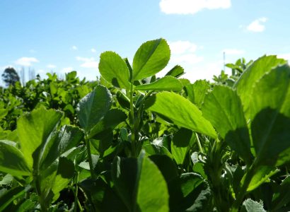 FORCE 4™ - Lucerne