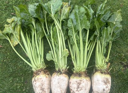 Freshly harvested RAGT Olympe fodder beet roots with healthy green tops and uniform size and quality ideal livestock feed.