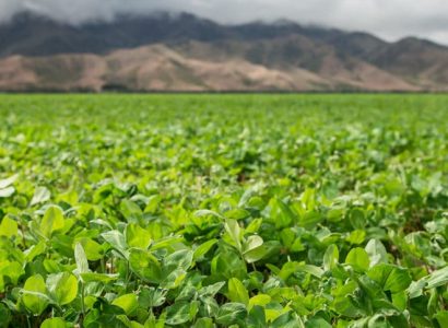 Rosabrook - Subterranean clover