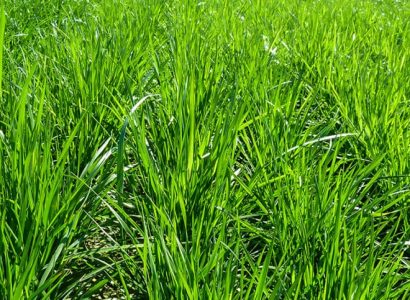 SULTAN™ - Annual ryegrass