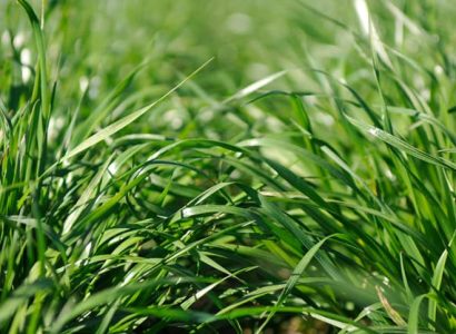 SULTAN™ - Annual ryegrass