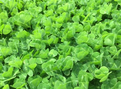 Narrikup - Subterranean clover
