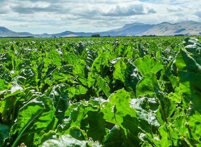 Sugar beet field image NZ