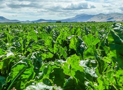 Lush sugar beet growing in a New Zealand field under bright summer skies, showing high-yield quality for harvest and storage.
